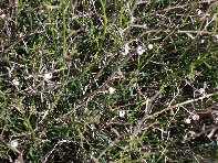 Torrente_Quarantore - 20100606 072.jpg